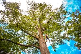 Best Tree Health Inspection  in Frederic, WI