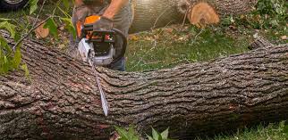 Best Emergency Tree Removal  in Frederic, WI
