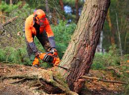 How Our Tree Care Process Works  in  Frederic, WI