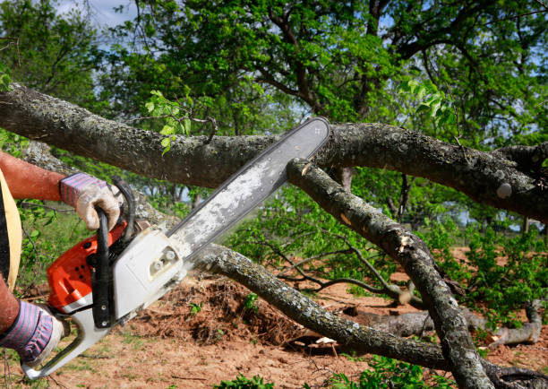 Best Stump Grinding and Removal  in Frederic, WI
